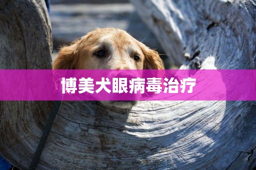 博美犬眼病毒治疗